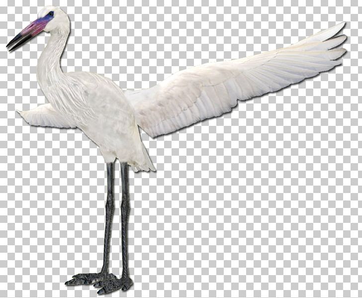 Cygnini Fujian White Crane Stork PNG, Clipart, Beak, Bird, Ciconiiformes, Crane, Crane Like Bird Free PNG Download