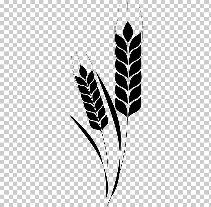 Wheat Ear Beer PNG, Clipart, Barley, Beer, Black And White, Bread, Cereal Free PNG Download
