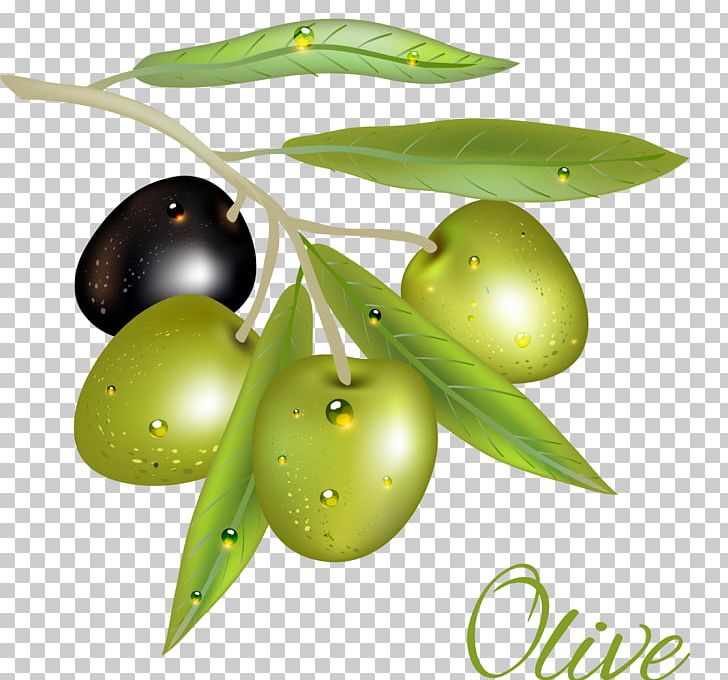 Olive Euclidean PNG, Clipart, Adobe Illustrator, Auglis, Background Green, Characteristic, Colour Free PNG Download