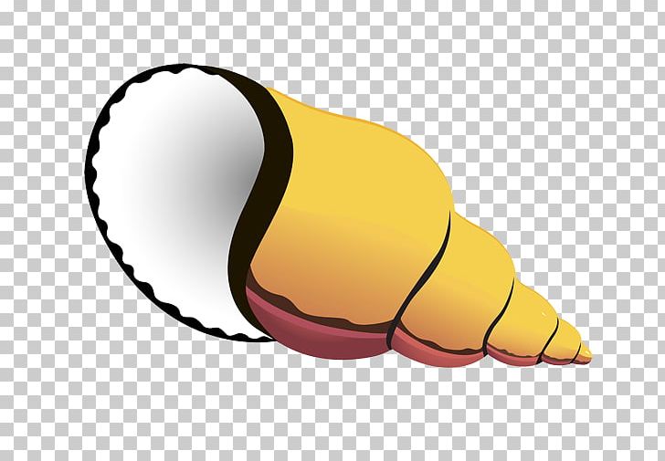 Seashell Mollusc Shell Conch PNG, Clipart, Animals, Beach, Conch, Gastropod Shell, Molluscs Free PNG Download