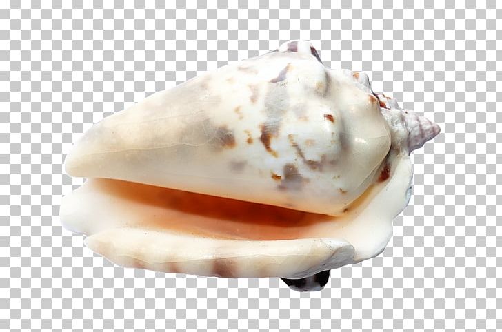 Seashell Portable Network Graphics Beach PNG, Clipart, Animals, Beach, Bivalvia, Clams Oysters Mussels And Scallops, Conch Free PNG Download