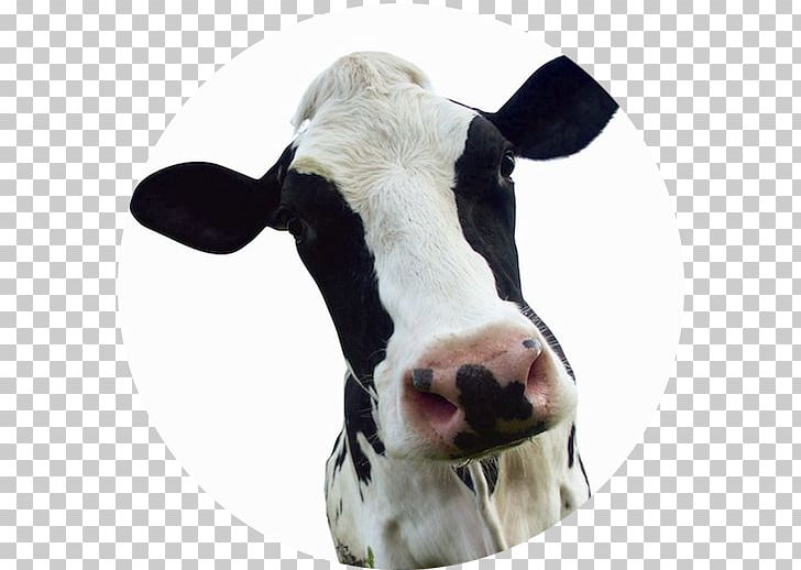 Dairy Cattle Calf Milk Dairy Farming Dairy Products PNG, Clipart, Calf, Cattle, Cattle Like Mammal, Cow Goat Family, Cream Free PNG Download