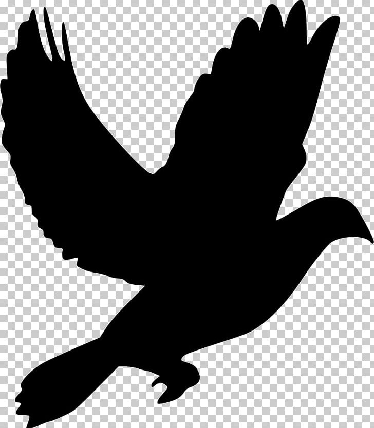 Domestic Pigeon Columbidae PNG, Clipart, Beak, Bird, Black And White, Cdr, Chicken Free PNG Download