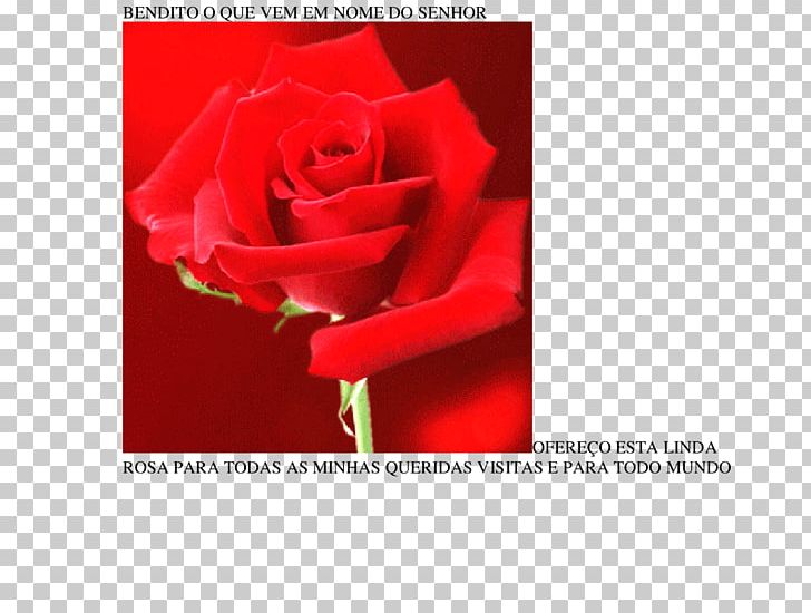 Garden Roses Greeting & Note Cards Cut Flowers Petal PNG, Clipart, Amor Karinho Lingerie, Cut Flowers, Flower, Flowering Plant, Flowers Free PNG Download