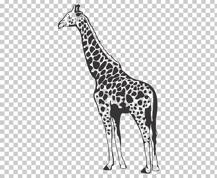 Style And Apply Giraffe II Wall Decal Style And Apply Giraffe II Wall Decal Paper Sticker PNG, Clipart, Animal, Animal Figure, Animals, Black And White, Colour Free PNG Download
