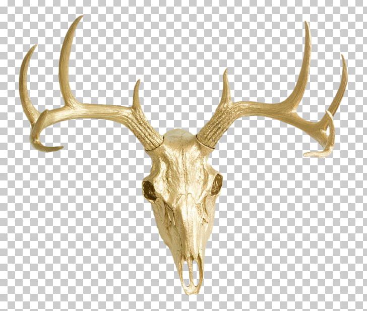 White-tailed Deer Antler Skull Wall PNG, Clipart, Accent Wall, Animals, Antler, Bronze, Deer Free PNG Download