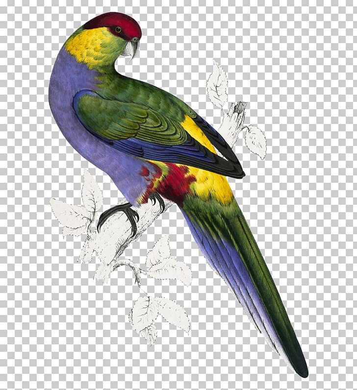 Illustrations Of The Family Of Psittacidae PNG, Clipart, Animals, Art, Bird Cage, Common Pet Parakeet, Fauna Free PNG Download