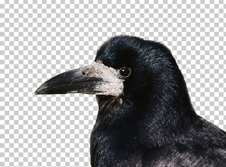 Rook American Crow Die Saatkrähe Bird New Caledonian Crow PNG, Clipart, American Crow, Animals, Beak, Bird, Canis Free PNG Download