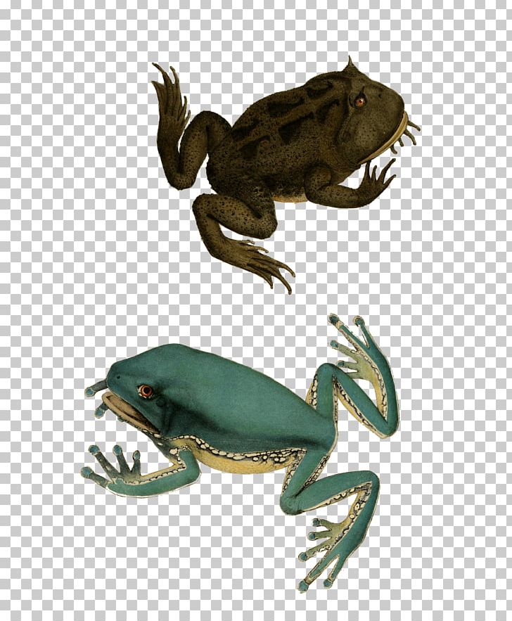 True Frog Toad Tree Frog Reptile PNG, Clipart, Amphibian, Animal, Animals, Fauna, Frog Free PNG Download