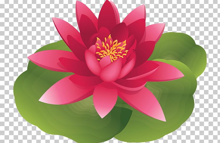 Water Lily Lilium Candidum Easter Lily PNG, Clipart, Aquatic Plant, Clip Art, Easter Lily, Flora, Flower Free PNG Download