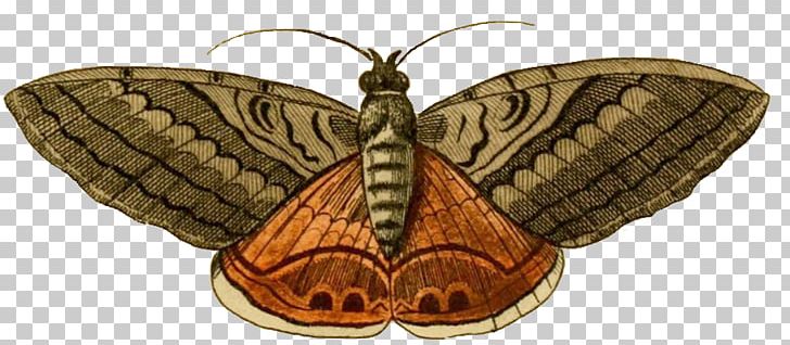 Butterfly Acherontia Styx Moth PNG, Clipart, Arthropod, Bombycidae, Brush Footed Butterfly, Butterflies And Moths, Deathshead Hawkmoth Free PNG Download
