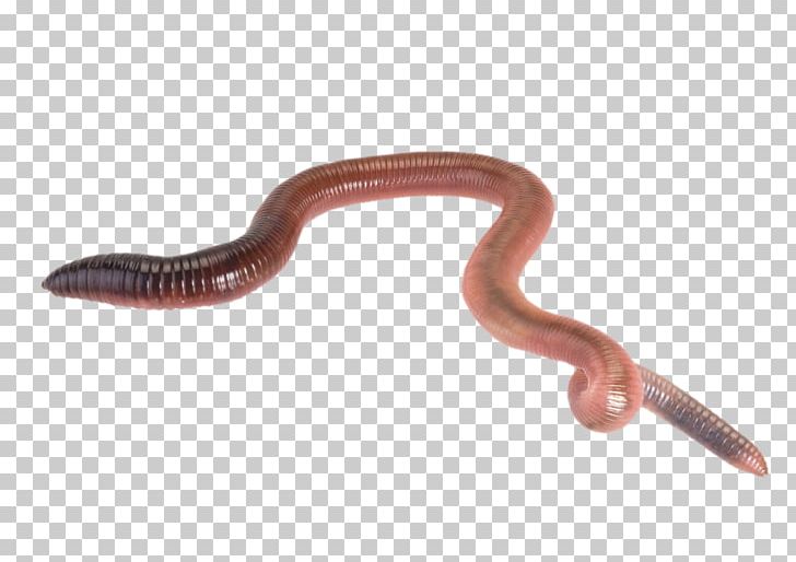 Giant Gippsland Earthworm Reptile Live Food PNG, Clipart, Animal, Animals, Annelid, Crop, Earthworm Free PNG Download