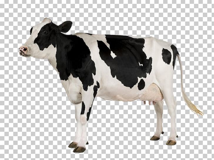 Holstein Friesian Cattle Desktop Display Resolution PNG, Clipart, Animals, Bull, Calf, Cattle, Cattle Like Mammal Free PNG Download