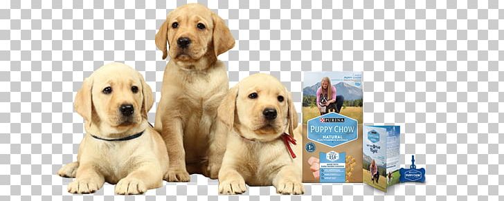 Labrador Retriever Golden Retriever Puppy German Shepherd Hunting Dog PNG, Clipart, Animals, Animated, Arama, Carnivoran, Companion Dog Free PNG Download