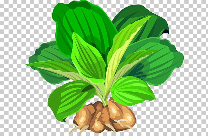 Leaf Vegetable Natural Foods Tree Fruit PNG, Clipart, Beautiful, Decoration, Food, Food Drinks, Fruit Free PNG Download