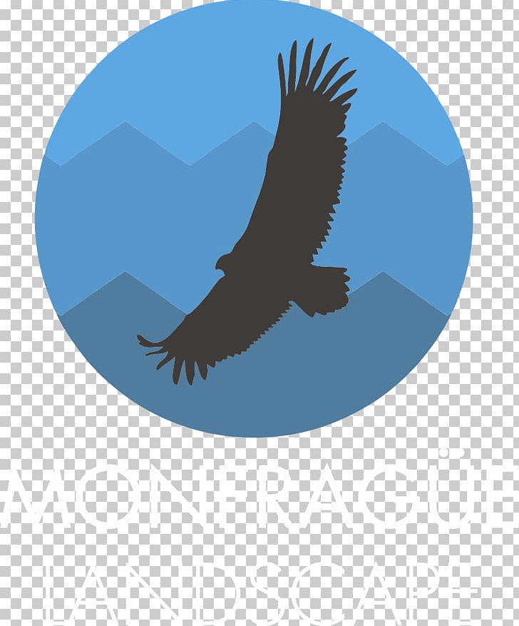 Monfragüe Bald Eagle National Park European Bee-eater PNG, Clipart, Bald Eagle, Beak, Bee, Beeeater, Bird Free PNG Download