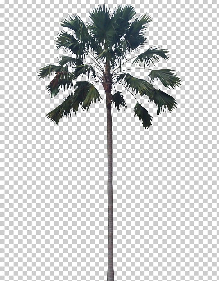 Asian Palmyra Palm Babassu Palm Trees Plants PNG, Clipart, Arecales, Asian Palmyra Palm, Attalea, Attalea Speciosa, Borassus Free PNG Download