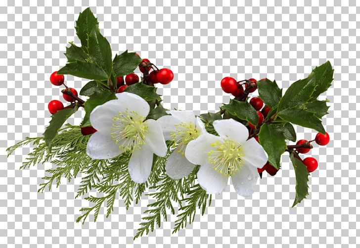 Cut Flowers Common Holly PNG, Clipart, April, Aquifoliaceae, Blossom, Branch, Christmas Free PNG Download
