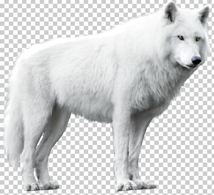 Dog Arctic Wolf Alaskan Tundra Wolf Black Wolf PNG, Clipart, Alaskan Tundra Wolf, Animals, Arctic Wolf, Black Wolf, Canidae Free PNG Download
