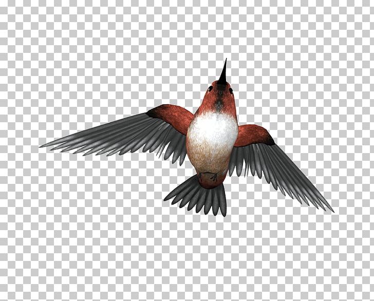Hummingbird Ink PNG, Clipart,  Free PNG Download