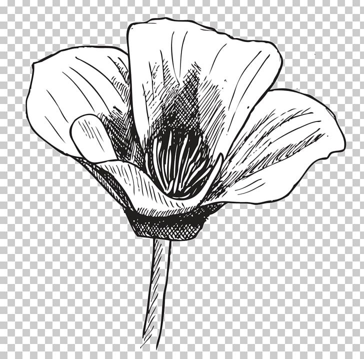 Drawing Line Art Poppy Sketch PNG, Clipart, Artwork, Black And White, Drawing, Flora, Flower Free PNG Download