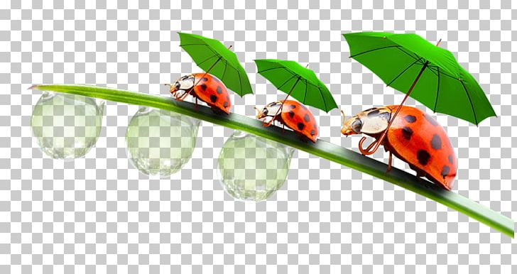 Ladybird Beetle Insect PNG, Clipart,  Free PNG Download