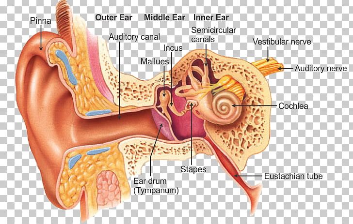Outer Ear Otorhinolaryngology Anatomy Throat PNG, Clipart, 7 Xl, Anatomy, Diagram, Disease, Ear Free PNG Download