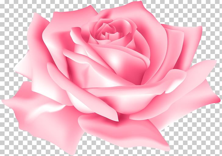 Rose Flower Pink PNG, Clipart, Blue, Blue Rose, Centifolia Roses, Clipart, Closeup Free PNG Download