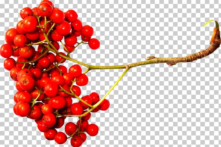 Sorbus Aucuparia PNG, Clipart, Cherry, Currant, Desktop Wallpaper, Digital Image, Food Free PNG Download