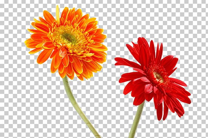Transvaal Daisy Orange Chrysanthemum Red PNG, Clipart, Dahlia, Daisy Family, Flower, Flowers, Head Free PNG Download