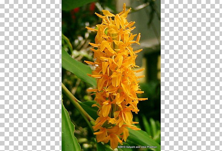 Hedychium Gardnerianum Zingiberaceae Hedychium Coronarium Hedychium Coccineum Hedychium Densiflorum PNG, Clipart, Broomrape, Bulb, Canna, Flower, Flowering Plant Free PNG Download