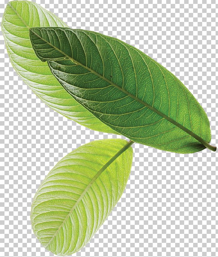 Leaf Euclidean Lotus Effect PNG, Clipart, Autumn Leaves, Banana Leaves, Blade, Chemical Element, Encapsulated Postscript Free PNG Download
