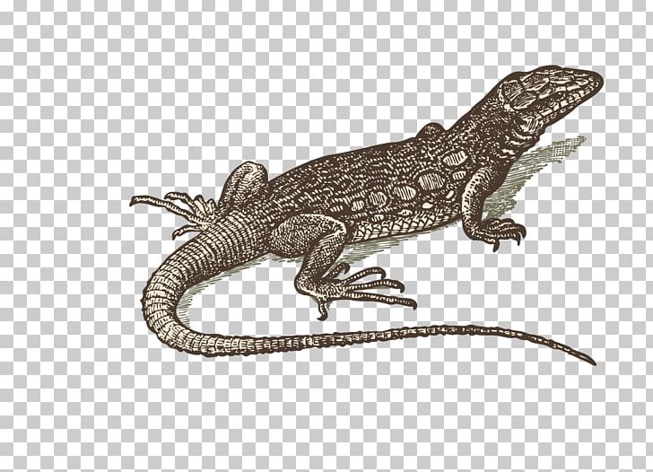 Lizard Reptile Gecko PNG, Clipart, Agama, Agamidae, Amphibian, Animals, Drawing Free PNG Download