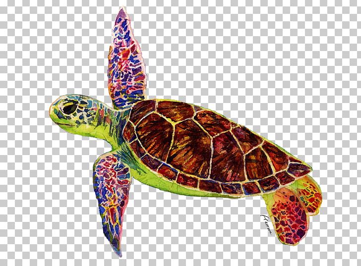Loggerhead Sea Turtle Box Turtles Tortoise PNG, Clipart, Animals, Baby Toddler Onepieces, Bluza, Box Turtle, Box Turtles Free PNG Download