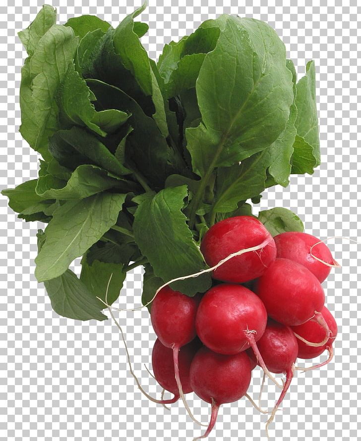 Radish PNG, Clipart, Radish Free PNG Download