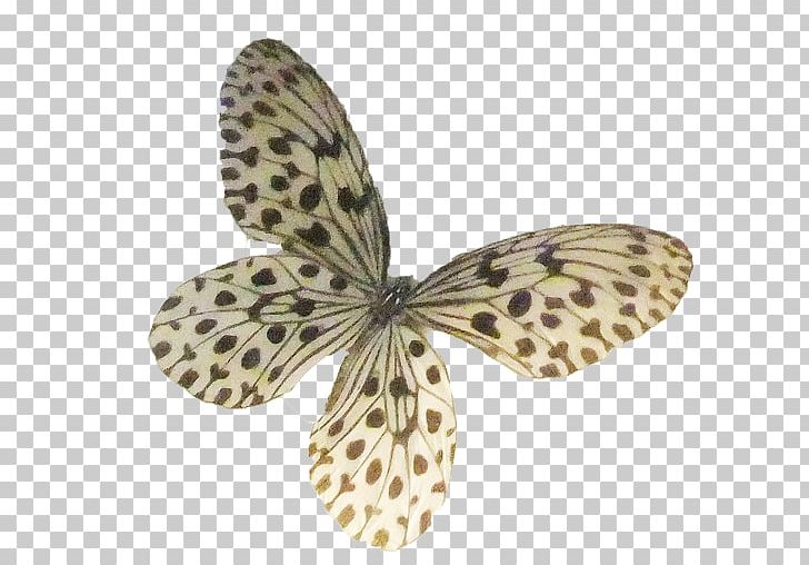 Butterfly Insect Moth Pollinator Invertebrate PNG, Clipart, Butterflies And Moths, Butterfly, Insect, Insects, Invertebrate Free PNG Download