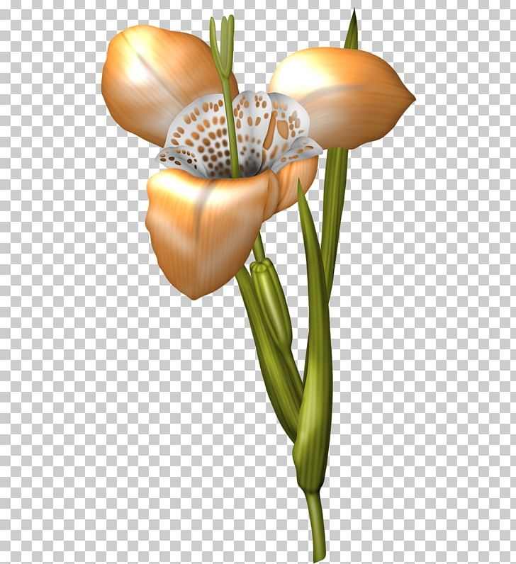 Floral Design Flower Wall Iris PNG, Clipart, Arum, Blanket, Cut Flowers, Download, Floral Design Free PNG Download