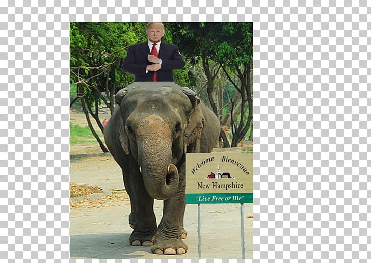 Indian Elephant African Elephant Tusk Mahout Elephantidae PNG, Clipart, African Bush Elephant, African Elephant, Animal, Asian Elephant, Curtiss C46 Commando Free PNG Download