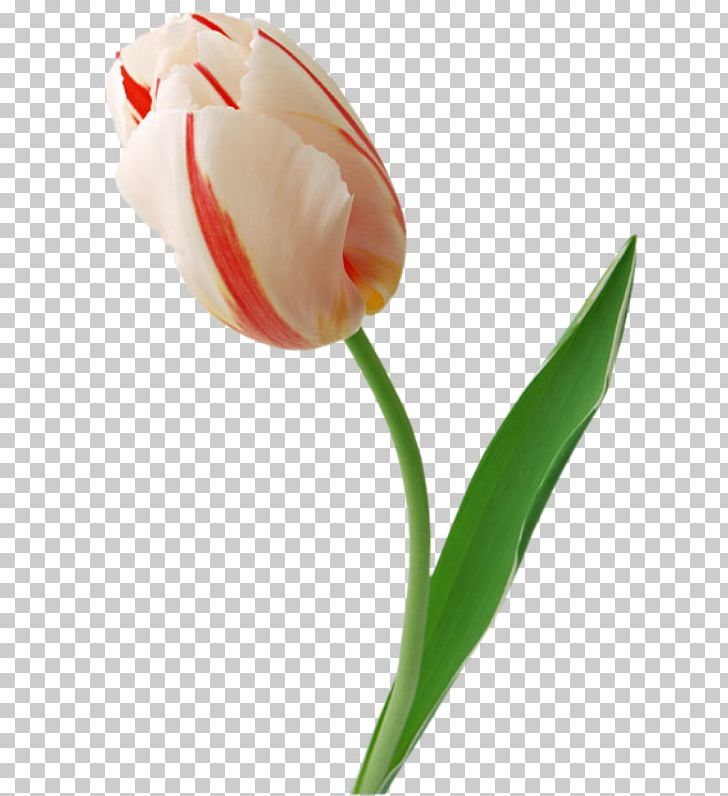 Tulip Cut Flowers PNG, Clipart, Arumlily, Bud, Calas, Cut Flowers, Floral Design Free PNG Download