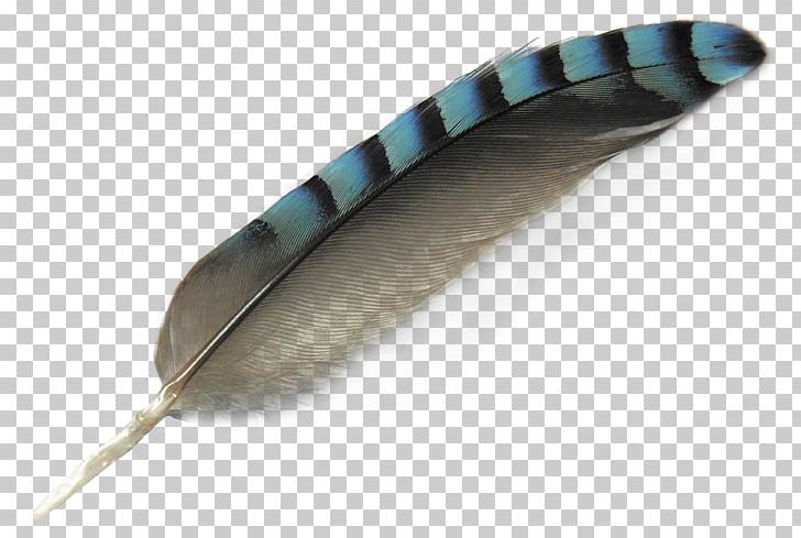 Bird Feather PNG, Clipart, Bird, Birds, Color, Encapsulated Postscript, Feather Free PNG Download