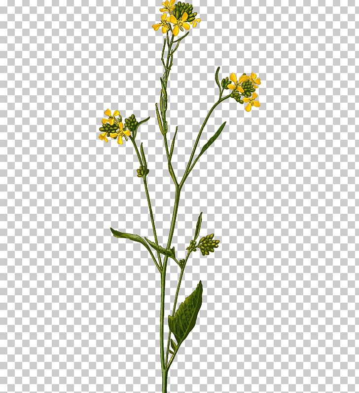 Brassica Nigra Brassica Juncea White Mustard Sinapis Arvensis PNG, Clipart, Annual Plant, Brassica, Brassica Nigra, Brassica Rapa, Cabbage Free PNG Download