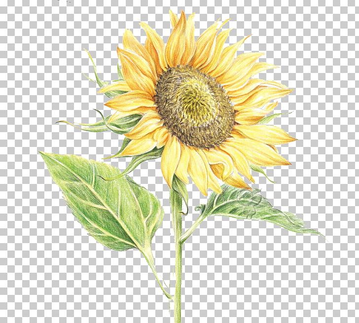 Common Sunflower Watercolor Painting PNG, Clipart, Art, Buckle, Cartoon, Com, Cut Flowers Free PNG Download