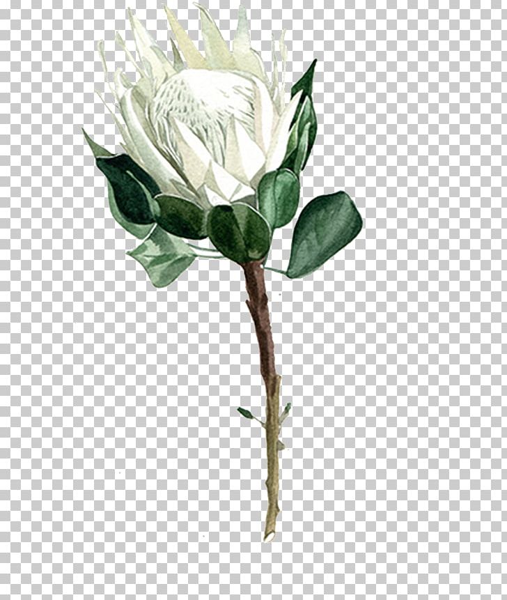Garden Roses Centifolia Roses Flower PNG, Clipart, Background White, Black White, Bud, Centifolia Roses, Chart Free PNG Download