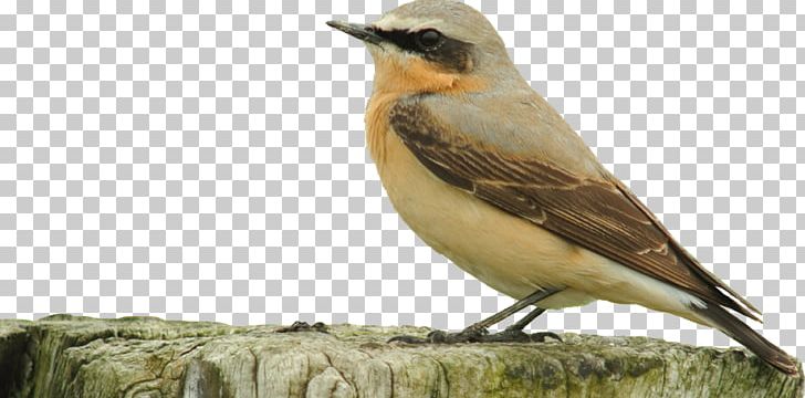 Songbird PNG, Clipart, Beak, Bird, Computer Icons, European Robin, Fauna Free PNG Download
