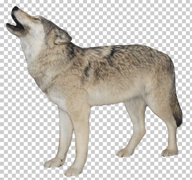 Arctic Wolf PNG, Clipart, Animals, Carnivoran, Dog Breed, Dog Like Mammal, Family Free PNG Download