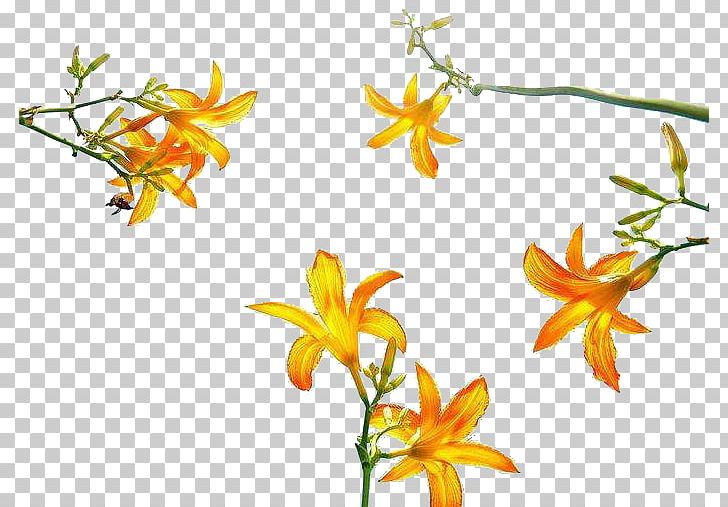 Hemerocallis Fulva Flower Euclidean PNG, Clipart, About, Balloon Cartoon, Boy Cartoon, Cartoon, Cartoon Character Free PNG Download