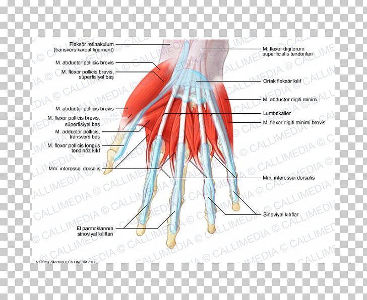 Thumb Abductor Digiti Minimi Muscle Of Hand Lumbricals Of The Hand PNG, Clipart, Abductor Pollicis Brevis Muscle, Abductor Pollicis Longus Muscle, Arm, Digit, Hand Free PNG Download