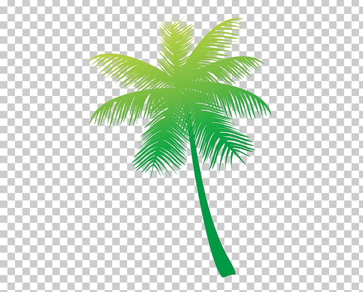 Arecaceae Coconut Tree PNG, Clipart, Arecaceae, Arecales, Coco, Coconut, Coconut Tree Free PNG Download