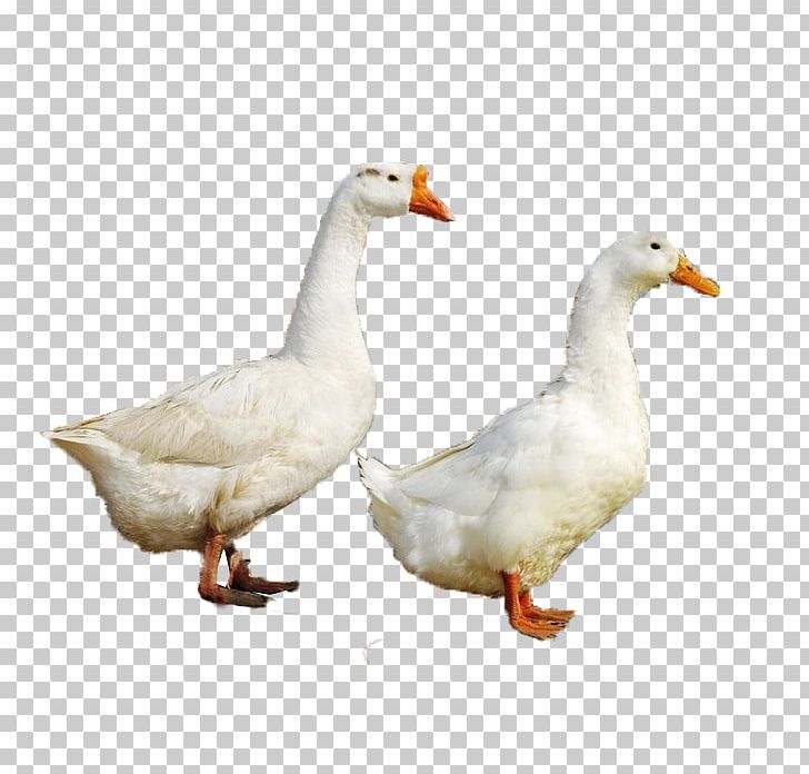 Duck Goose Fauna Beak Chicken As Food PNG, Clipart, Animals, Background, Beak, Bird, Chicken Free PNG Download
