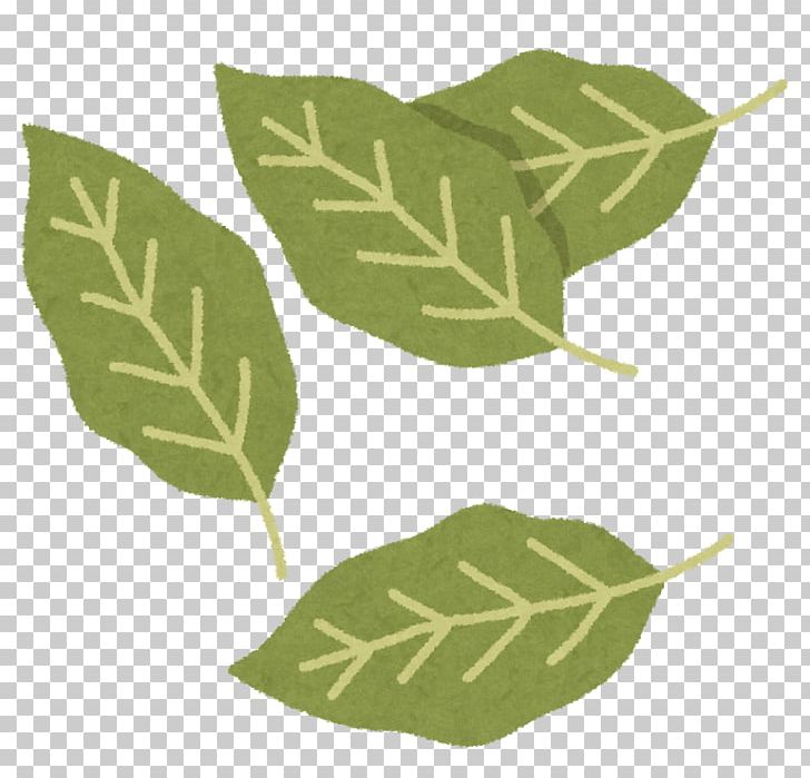 Herb Bay Leaf Raw Foodism Common Comfrey PNG, Clipart, Bay Laurel, Bay Leaf, Catnip, Common Comfrey, Common Sage Free PNG Download